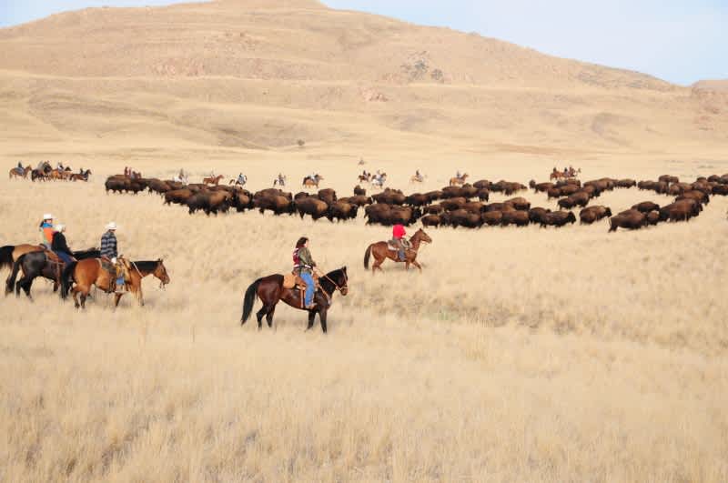 Utah’s 26th Annual Bison Range Ride and Roundup