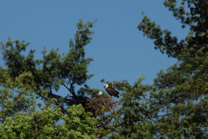 Vermont’s Bald Eagles Nested Successfully