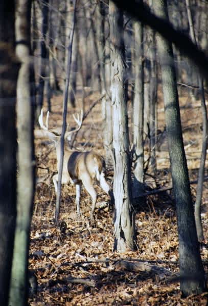 Trick or Treat? Michigan Deer Hunting at October’s End