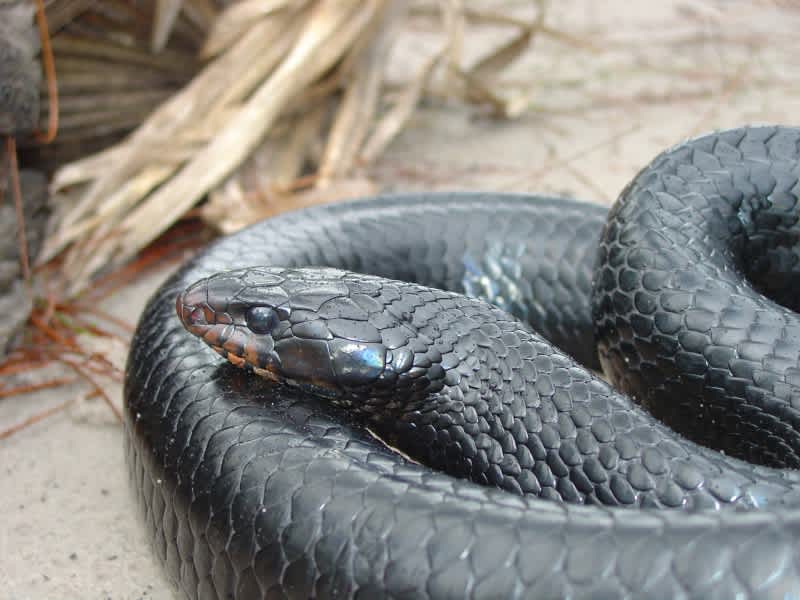 Alabama Conservation Department Receives Partnerships Award for Indigo Snake Project