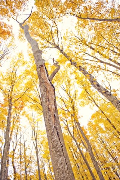 Nature and the Pursuit of Life: Fall is the Season for Deep Change