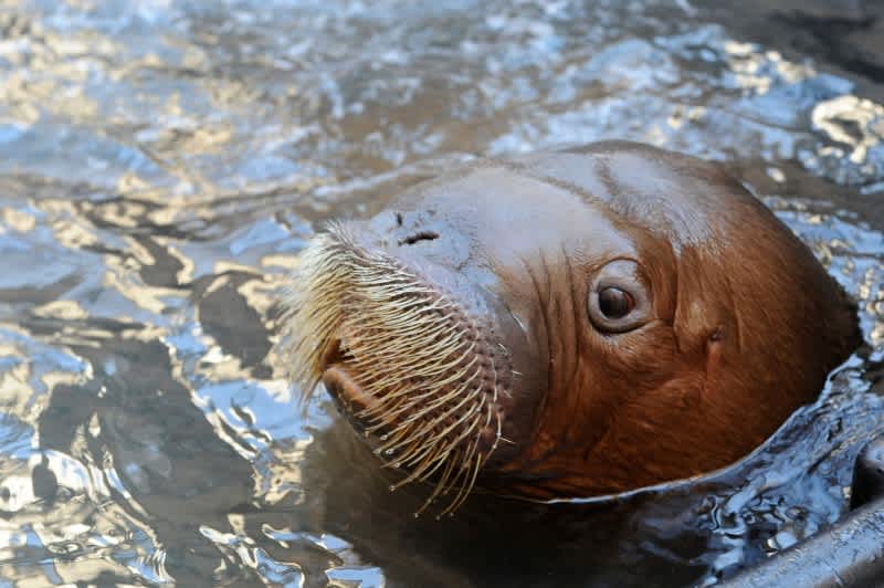 Wildlife Conservation Society Releases First Video/Photos of Rescued Walrus, Mitik, at WCS’s New York Aquarium