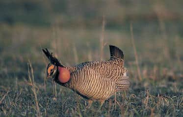 Kansas’ Lesser Prairie Chicken Population Surveyed Range-Wide