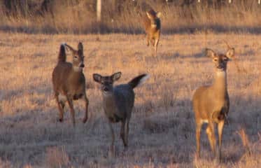 Kansas’ Motorists Beware: Deer on the Move Now