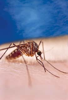 Be Weary of Insect-Borne Diseases Outdoors