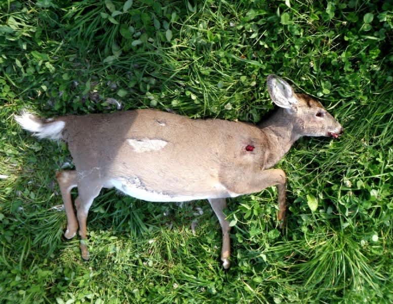 Game Wardens Asking for Help in Solving Ripley, Maine Deer Poaching Case