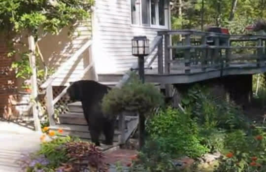 Video: The Woman with a Voice that Scares Bears Away