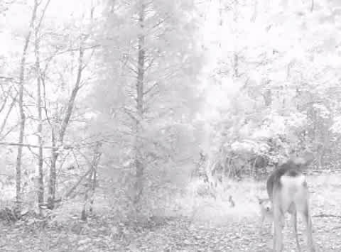 Video: Trail Camera Captures Six-point Buck Being Taken Down by Two Coyotes