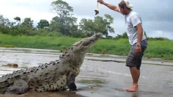 Video: Crocodile Feeding (Almost) Gone Wrong