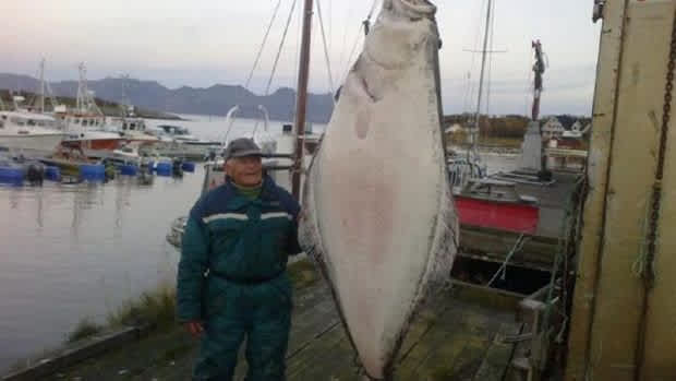 Norwegian Fisherman Makes $3,200 from Eight-foot Halibut