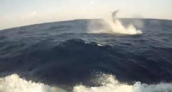Video: Giant Black Marlin Wreaks Havoc Aboard Charter Boat