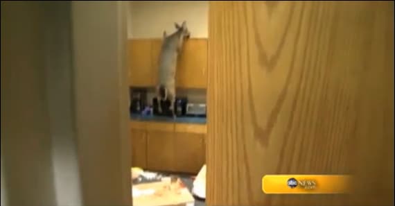 Video: Deer Trapped in Office Wreaks Havoc on Break Room