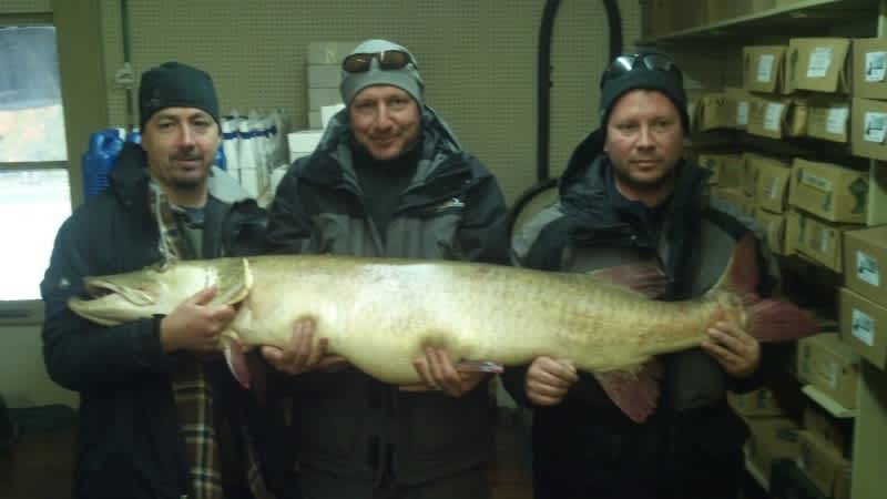 Michigan Angler Catches 58-pound State Record-breaking Muskellunge