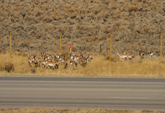 Where the Deer and the Antelope Cross: Newly Completed Safe Passages Create a Conservation Connection for Wildlife