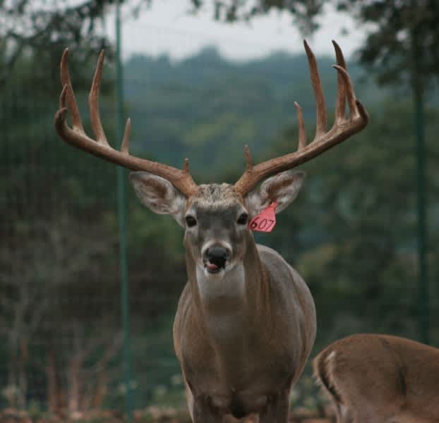 The Big Buck Project, What Are Your Thoughts?