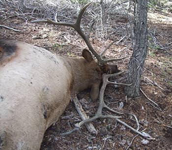 Two Utah Bull Elk Shot and Left to Rot