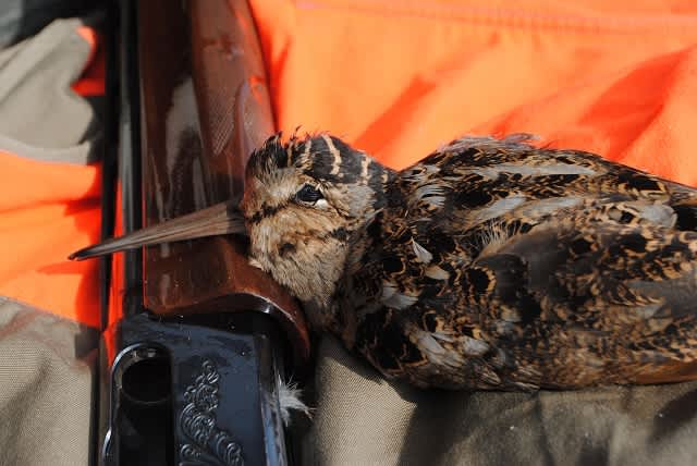 Southern Michigan: One of the Best Kept Secrets in Woodcock Hunting