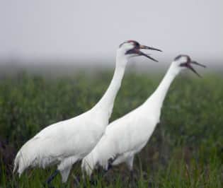 Texas Whooping Crane Migration Watch Gets Under Way