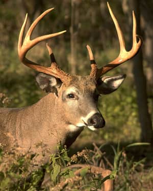Wisconsin Deer Hunters Can Help Manage Wildlife by Participating in Wildlife Survey
