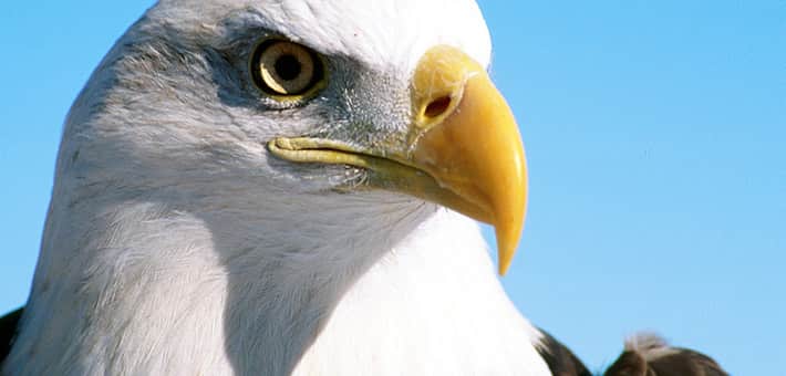 Bald Eagle Killed in Minnesota: Help Us Defend America’s Symbol