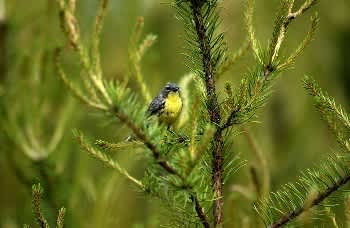 Michigan’s Kirtland’s Warbler Reached Record-High Numbers in 2012