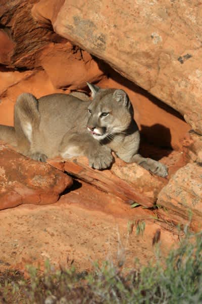 Still a Chance to Hunt Cougars in Utah for 2012 Season