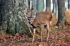 Anticipation Builds as Kentucky Deer Season Nears Peak