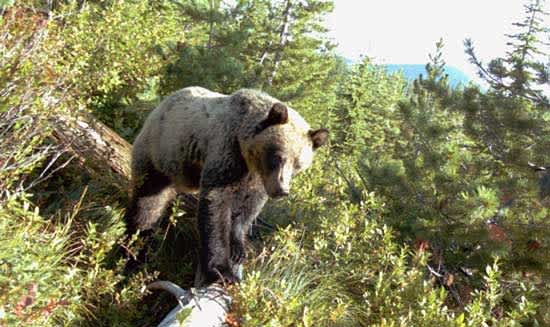 Idaho Grizzly Bear Wounded by Hunters Remains Undetected