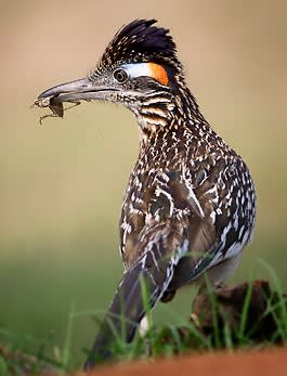 Great Backyard Bird Count Goes Global in 2013