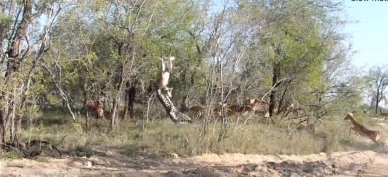 Video: Stealthy Leopard Takes Down an Impala in Style