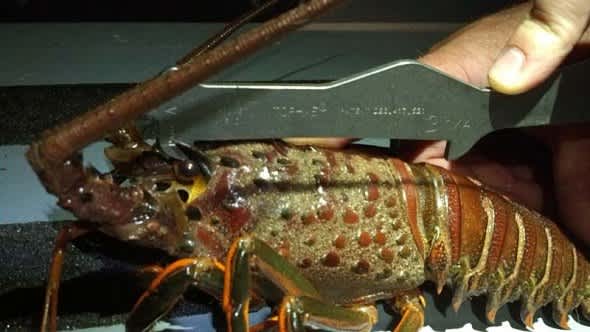 California DFG Wardens Cite Lobster Stealing Suspect
