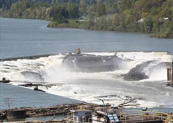 Oregon’s October Fish Count: Willamette Falls