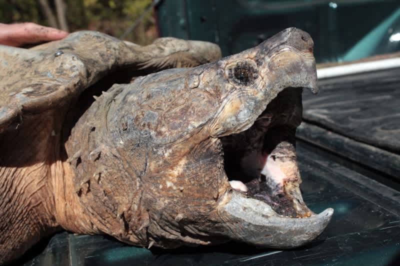 Alabama Angler Hooks a Prehistoric Surprise