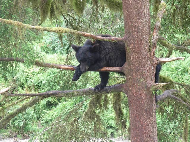 Video: Black Bear Climbs into Tree Stand with Hunters