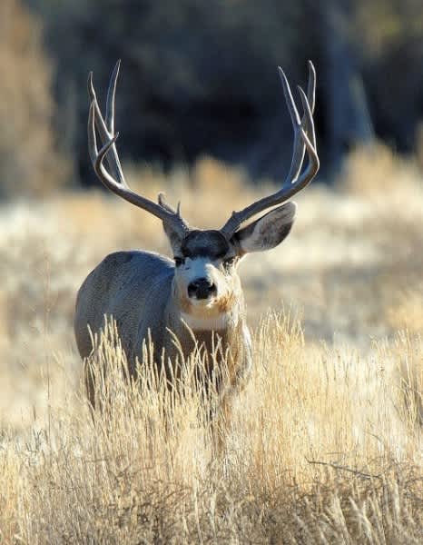 Get a Closer Look at Mule Deer in Utah