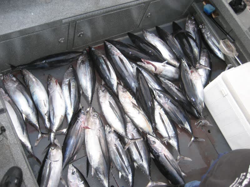 Pacific Albacore Found to Carry Traces of Fukushima Reactor Disaster