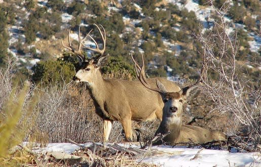 Utah Offers Free Mule Deer Viewing Event