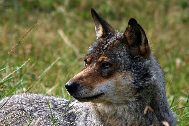 Groups Sue U.S. Fish and Wildlife Service over Wyoming Wolf Hunt