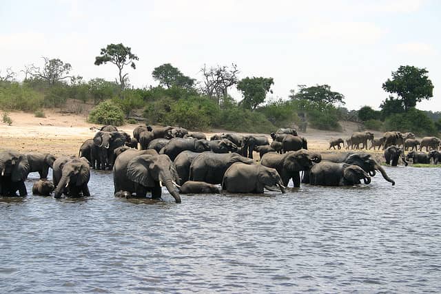 African Nation of Botswana Declares Countrywide Ban on Hunting