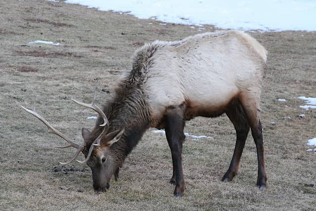 Study Finds Wolves’ Presence May Reduce Elk Population in Several Ways