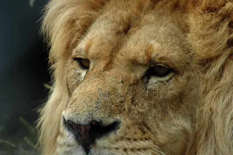 U.S. Fish and Wildlife Service Initiates Review of African Lion Under the Endangered Species Act