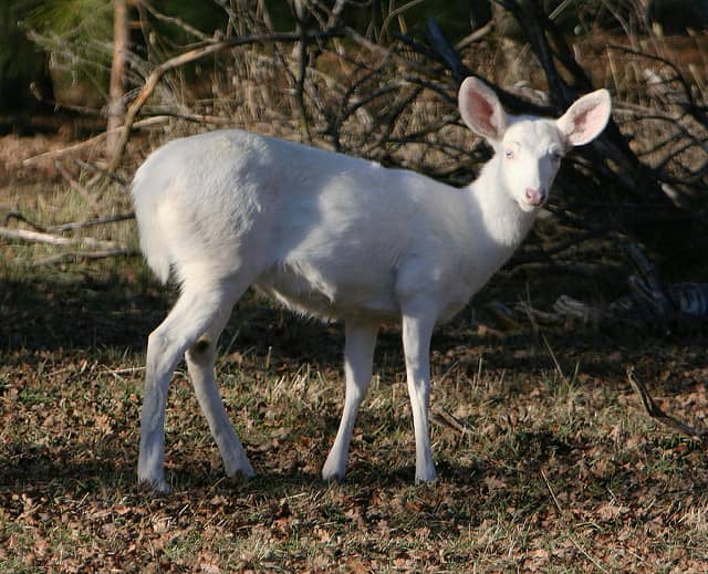 Harvest of White Deer in Wisconsin Fuels Outrage Among Community