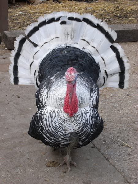 Video: Potentially the World’s Greatest Turkey Caller