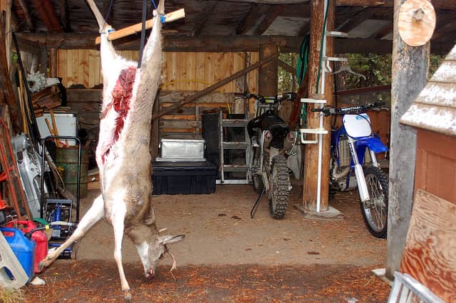 Misdemeanor Charge for Deer Carcass Thief in New York