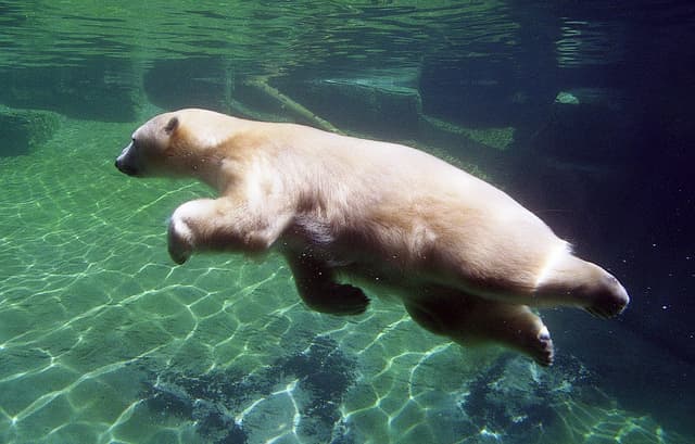 Video: The Only Man in the World Who Can Swim with a Polar Bear