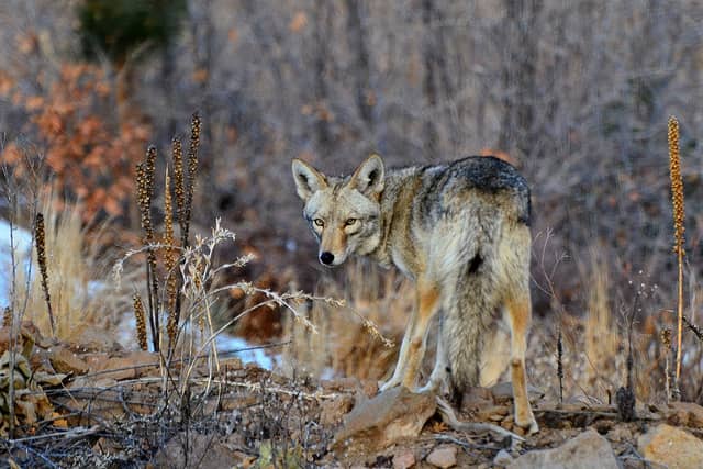 New Mexico Gun Store Moving Ahead with Controversial Coyote Contest