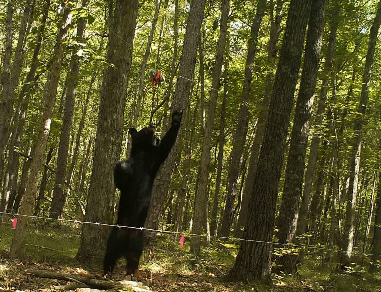 Biologists Studying Alabama’s Black Bear Population