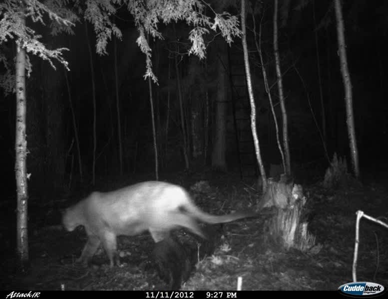 Michigan DNR Verifies Three Upper Peninsula Cougar Photos