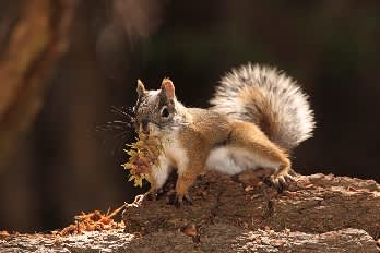 Endangered Mount Graham Red Squirrel Numbers Stable