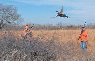 Pheasant and Quail Seasons Open November 10 in Kansas